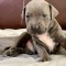Vand pui amstaff