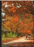 CPI B13471 CARTE POSTALA - BUCURESTI. GRADINA CISMIGIU