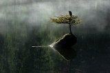 Tablou Canvas, "Pasărea solitară de pe insulița verde", Mister, Solitudine, Reflecție, Natură, Liniște, 39 x 26 cm, CMCLASS