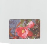 bnk card Cartele telefonice - Romania Romtelecom 2004 - Flowers 2 - Col:RO-ROM-0274A