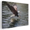 Tablou Canvas Vultur Cap Alb, Rama Lemn, 50x70 cm. Decor Living, Birou. Tablou Panza Imprimat Digital. Alb, Maro, Galben