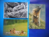 HOPCT LOT NR 470 MARMOTA/MARMOTE -FAUNA-3 CARTI POSTALE-CIRCULATE, Circulata, Printata