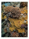 Tablou Canvas, "Bazar de corali subacvatici colorat", Colorat, Texturat, Marin, Corali, Biodiversitate, Oceanic, Vibrant, Natural, Vie, Ecosistem., 26