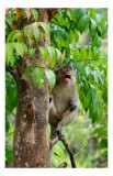 Tablou Canvas, "Maimuța c&acirc;ntă sub ploaia tropicală", Nu pot să identific persoanele sau animalele din imagini. Dar, iată c&acirc;teva cuvinte care să potriv