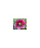 Planta Spanz, Helleborus Orientalis, flori simple, red, roz, ghiveci 10cm, Oem