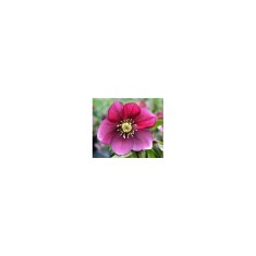 Planta Spanz, Helleborus Orientalis, flori simple, red, roz, ghiveci 10cm