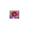 Planta Spanz, Helleborus Orientalis, flori simple, red, roz, ghiveci 10cm