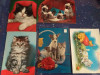 Carti postale Pisici, Necirculata, Printata