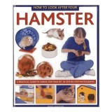 How to Look after Your Hamster