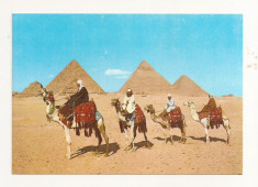 FA30-Carte Postala- EGIPT - Giza, Arab Camelriders, necirculata foto