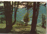 CPIB 22160 - CARTE POSTALA - TUSNAD. LACUL SF. ANA