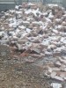 V&acirc;nd cărămidă țigănească, Produs In Romania