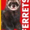 Curious about Ferrets