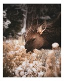 Tablou Canvas, "Iarna și liniștea căprioarei păsc&acirc;nd", Urs, Zăpadă, Blană, Natură, Iarnă, Nas, Plante, Frig, Linie, Ochi, Colorat, Peisaj, Liniște, St