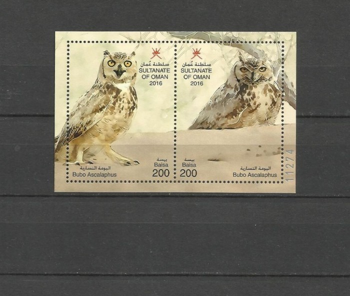 OMAN 2016 FAUNA PASARI BUFNITE