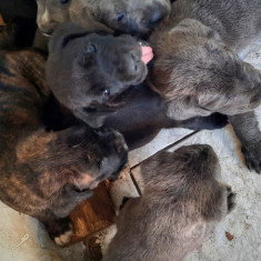 Vand catei cane corso detin ambii parinti