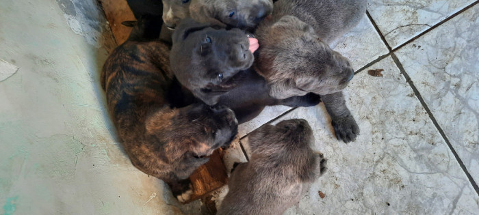 Vand catei cane corso detin ambii parinti