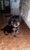 Catelusa Yorkshire Terrier Mini Rasa Pura Top Dog 3 Luni Sanatoasa Cu Carnet Vaccinuri Deparazitari