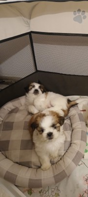 Catelusi shitzu foto