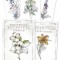 Hedgewitch Botanical Oracle