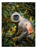 Tablou Canvas, "&Icirc;n umbra junglei verzi", Maimuță, Frunze, Ramură, Privire, Blană, Natură, Copac, Peisaj, Sălbăticie, Faună, 26 x 39 cm, CMCLASS