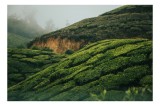 Tablou Canvas, "C&acirc;mpuri verzi &icirc;n ceață de dimineață", Verdant, Coline, Ceață, Vegetație, Peisaj, Sereen, Pante, Maestos, Natural, Pitoresc, 39 x 26 cm