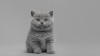 Pui pisica british shorthair