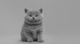 Motanei British Shorthair