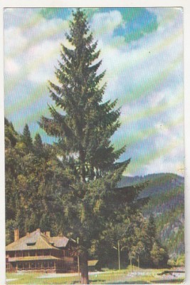 bnk cp Masivul Iezer-Papusa - Cabana Voina - uzata foto