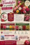Trandafiri de grădină proaspeți | 5 lei/fir | La 10 fire, 1 cadou | Livrare București și Focșani