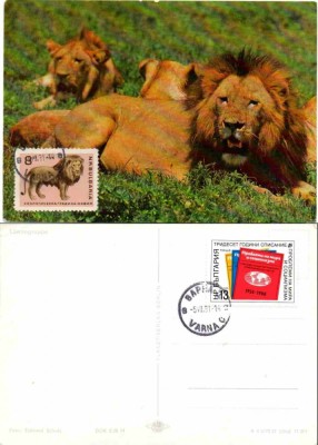 BULGARIA 1991, CM, Fauna, Feline, Maxime foto