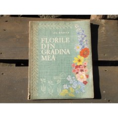 FLORILE DIN GRADINA MEA - AL. BORZA