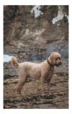 Tablou Canvas, "C&acirc;inele pe plajă &icirc;n așteptare liniștită", Nu pot identifica persoana sau animalul din fotografie, dar pot spune că este un c&acirc;ine &icirc;ntr-