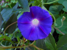 Seminte de zorele mov (IPOMOEA PURPUREA), HORTITOPS, 2 g foto