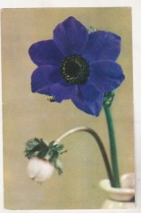 bnk cp Felicitare - Flori - Anemone - circulata 1963 - marca fixa foto