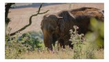 Tablou Canvas, "Elefantul printre florile de c&acirc;mp", Urzici, Elefant, C&acirc;mpie, Copac, Vară, Natură, Peisaj, 39 x 26 cm, CMCLASS