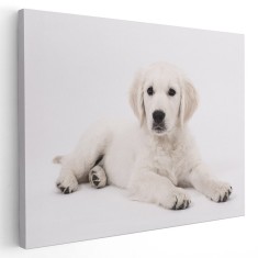 Tablou caine Labrador Tablou canvas pe panza CU RAMA 20x30 cm