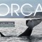 Orca: Shared Waters, Shared Home