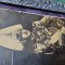 Fotografie rege Carol II in uniforma de maresal , SEMNAT OLOGRAF, datat 1934