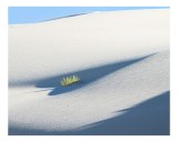 Tablou Canvas, "Viața &icirc;n mijlocul deșertului alb", Nisip, Dune, Cer, Plantă, Umbre, Solitudine, Natură, Claritate, 39 x 26 cm, CMCLASS