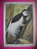HOPCT 6223 COLOB-COLOBUS ABYSSINICUS -MAIMUTE-FAUNA AFRICA-CP CHROMO LITHO -MUZEUL REGAL STIINTE NATURALE BELGIA-NECIRCULATA, Printata