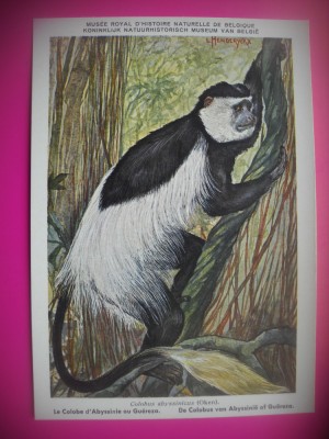 HOPCT 6223 COLOB-COLOBUS ABYSSINICUS -MAIMUTE-FAUNA AFRICA-CP CHROMO LITHO -MUZEUL REGAL STIINTE NATURALE BELGIA-NECIRCULATA foto