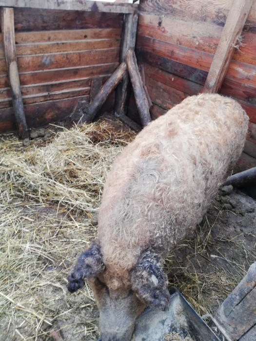 Porc mangalita pentru sacrificat Porc mangalita pentru sacrificat