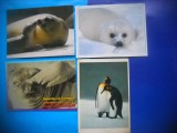 HOPCT LOT NR 1019 FAUNA POLARA -FAUNA -4 CARTI POSTALE-NECIRCULATE