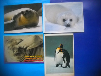 HOPCT LOT NR 1019 FAUNA POLARA -FAUNA -4 CARTI POSTALE-NECIRCULATE foto