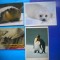 HOPCT LOT NR 1019 FAUNA POLARA -FAUNA -4 CARTI POSTALE-NECIRCULATE