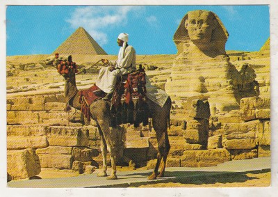 bnk cp Egipt - Beduin pe camila la Piramide - uzata foto