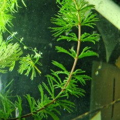 Ceratophyllum Demersum Planta de Acvariu