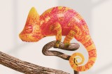 Tablou Canvas Camuflaj Chameleon pe Ramură Natură, 39 x 26 cm, CMCLASS