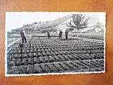 Fotografie tip Carte Postala, Voicu Nitescu, ministrul agriculturii 1933, necirculata